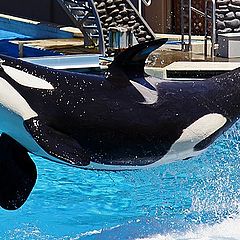 фото "When Orcas Fly"