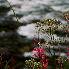 photo "Flowers at the waterfall"