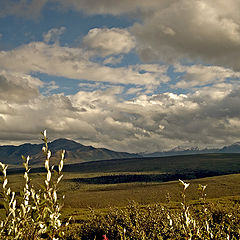 фото "The Field"