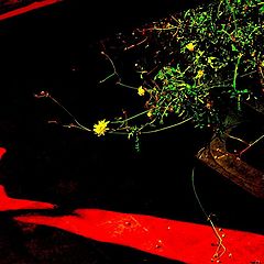 photo "***"