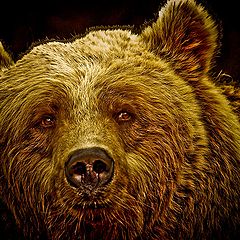 photo "Brown Bear"