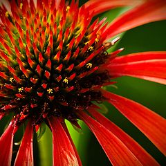 фото "Rudbeckia"