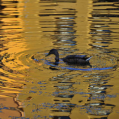 фото "Golden Water"