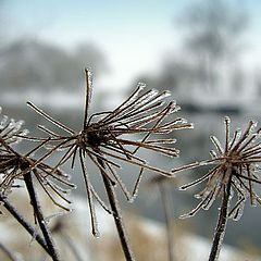 photo "зима,мороз,лед,пейзаж,макро,природа,флора"