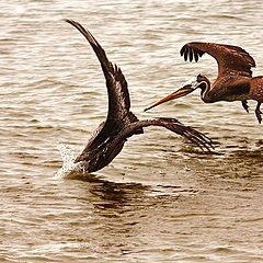 photo "hunting pelicans"