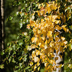 фото "Первые желтые листья ..."