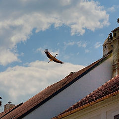 photo "Stork on a roof - the peace on the Earth"