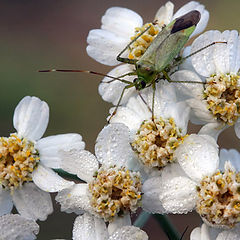 photo "morning, macro, beetle, dew, summer"