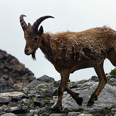 photo "The mountain wanderer"