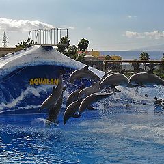 фото "Дельфины"