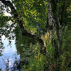 photo "birch on the water"