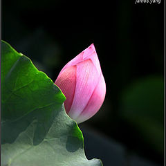 фото "water lily"