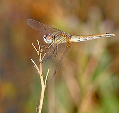 photo "dragonfly"