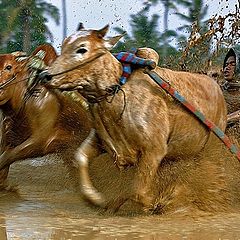 фото "Pacu Jawi, Road Cow"