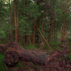 фото "Deep in the forrest."