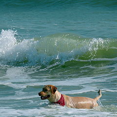 фото "Enjoying the water"