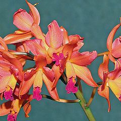 photo "At the Orchid Flower Show 2.Lc Scarlet Imp."