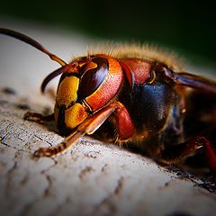 photo "Vespa crabro"