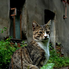 photo "Cat's Town"