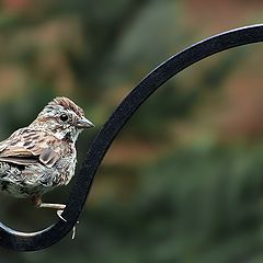 photo "Non-Russian sparrow"