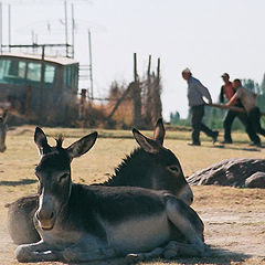 фото "Забастовка"