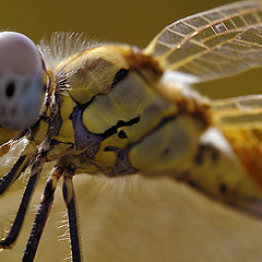 photo "Dragonfly reloaded..."