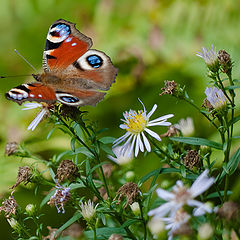 photo "The first day of autumn"