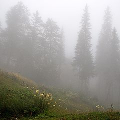 фото "Fog"