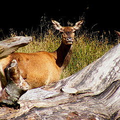 фото "Wildlife in the wood."