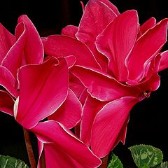 фото "Cyclamen"