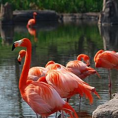 photo "Flamingos"