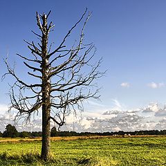 фото "Пережили"