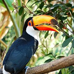 photo "Tucan"