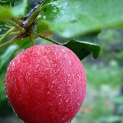 photo "Apple in the morning"