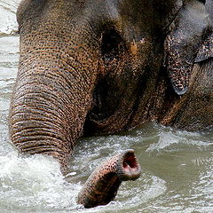 фото "Elephant life."