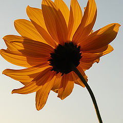 фото "Sunny flower"