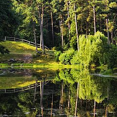 photo "The sun in the green world"