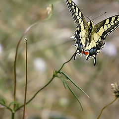 фото "Papilio machaon"