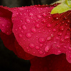 photo "***"