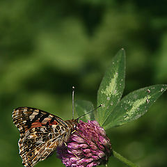 photo "In early September"