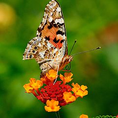 фото "Сynthia Cardui"