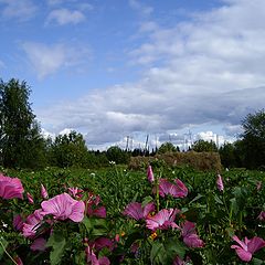 фото "Summer colours"