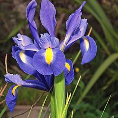 photo "Spring Iris."