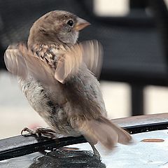 photo "Non-Russian sparrow III in Canada I"