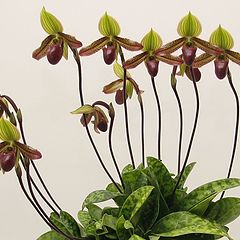 фото "Paphiopedilum William Ward - Orchid."