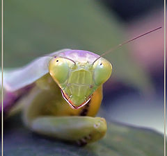 photo "Mantis Kazantipsky"