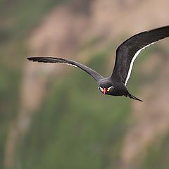 фото "inca tern"