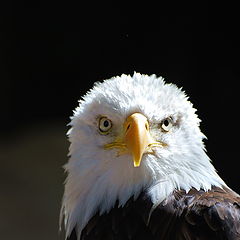 фото "The American symbol"