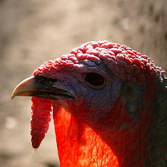 фото "Turkey male"