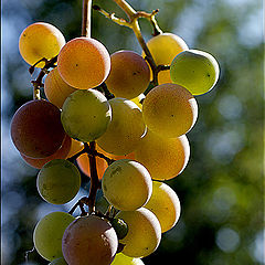photo "макро,виноград,осень"